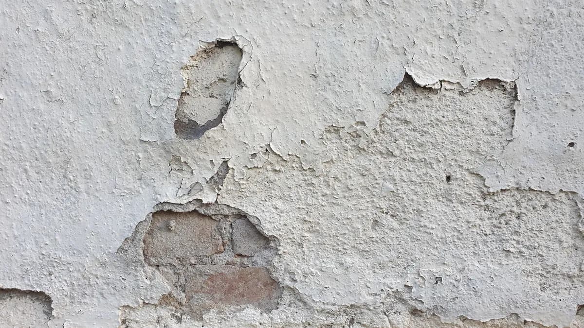 Rat dans les murs : que faire quand vous entendez des bruits