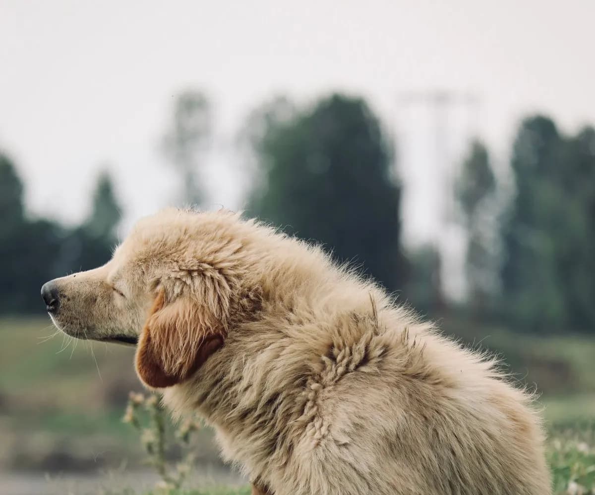 Chien qui se gratte à cause des puces