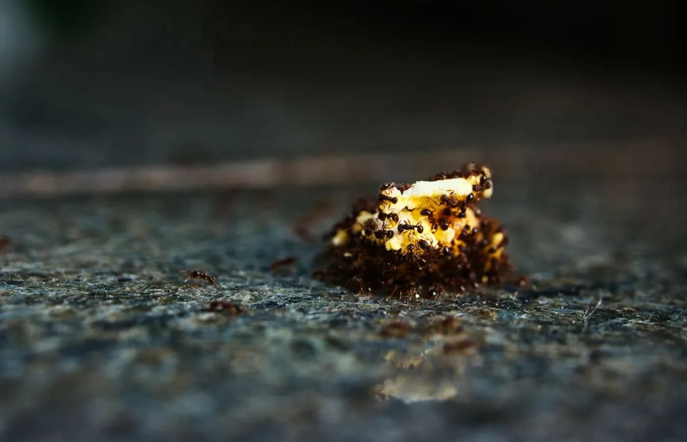 Nuée de fourmis sur un aliment