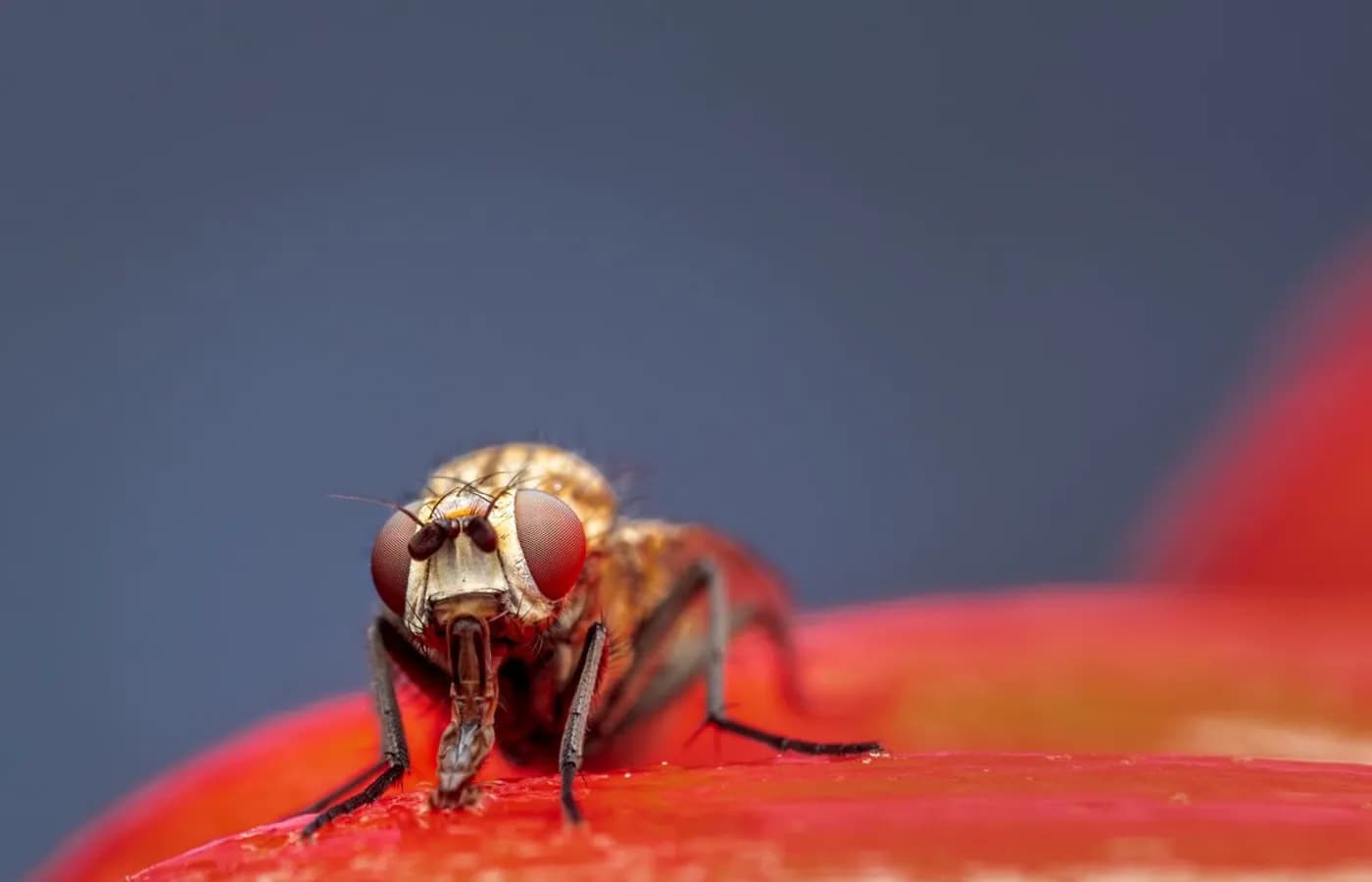 Mouche posée sur un fruit