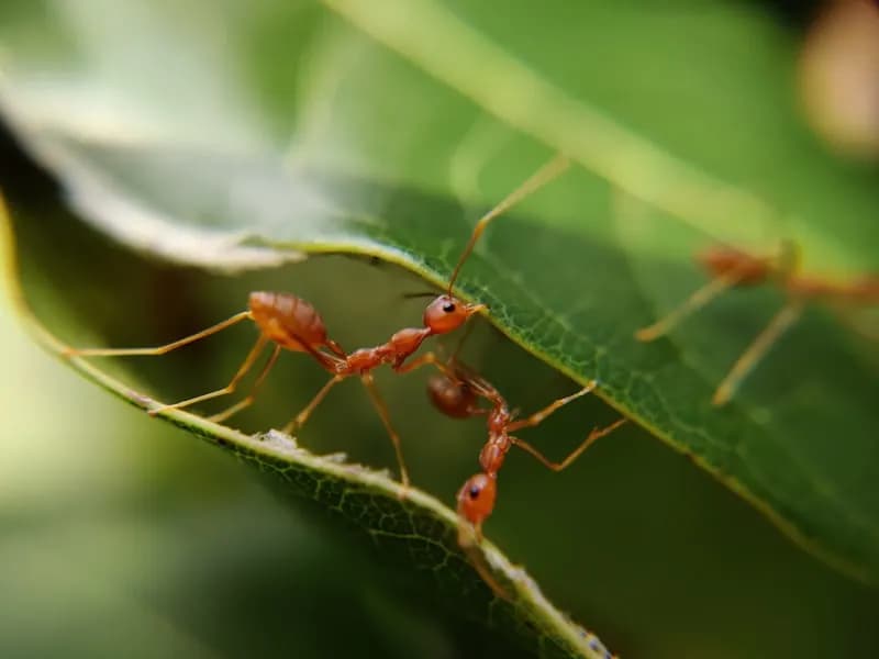 Fourmis
