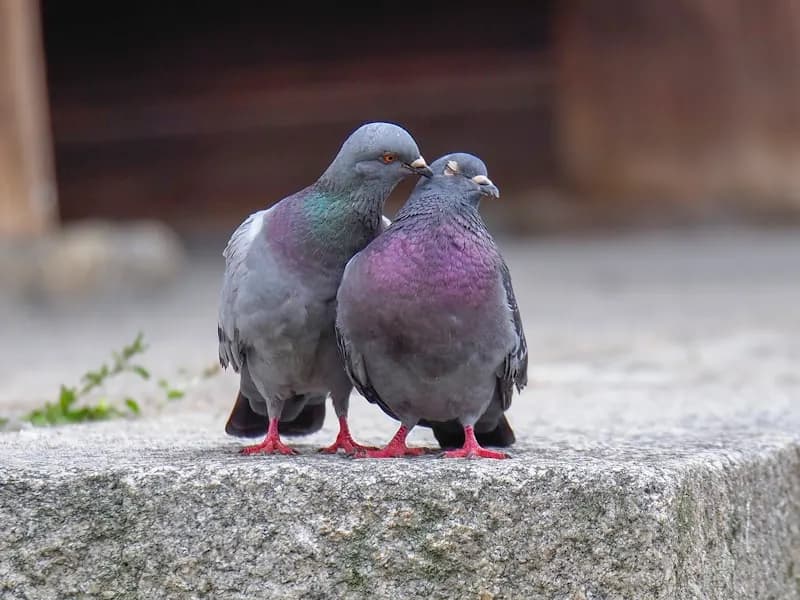 Pigeons & oiseaux nuisibles