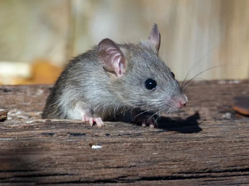 Rats