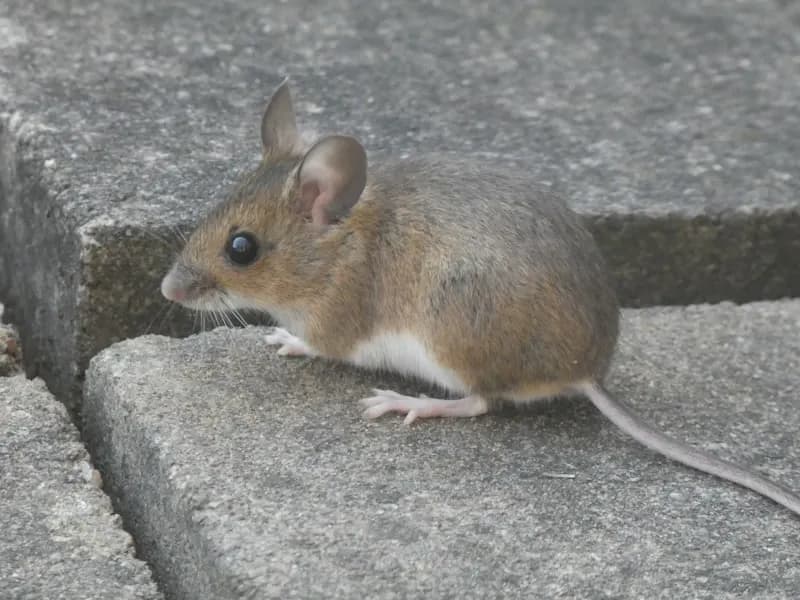 Souris