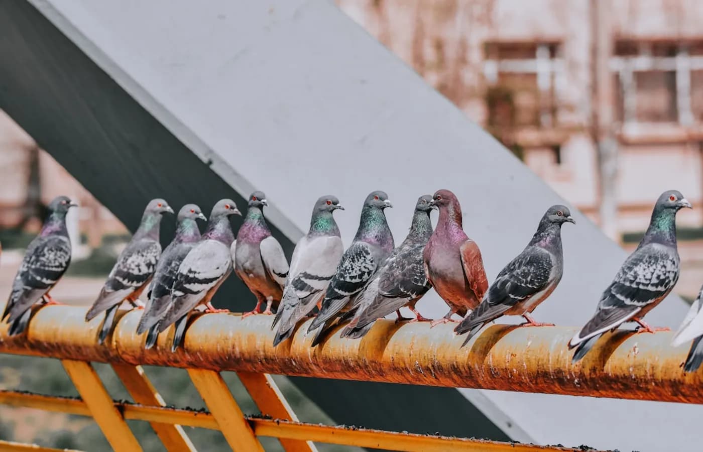 Colonie de pigeons installée sur une structure de bâtiment